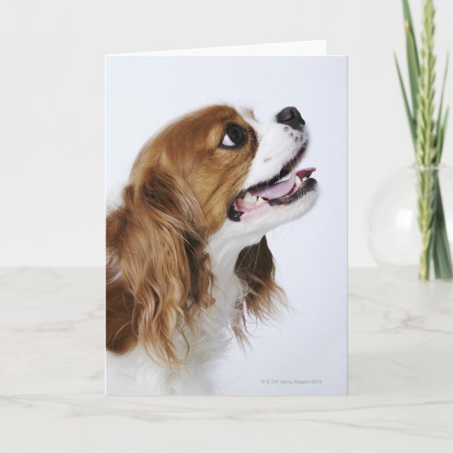 Cavalier King Charles Spaniel Card (Front)
