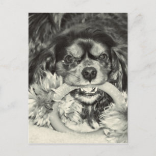 Cavalier King Charles Spaniel Chew Bone Postcard