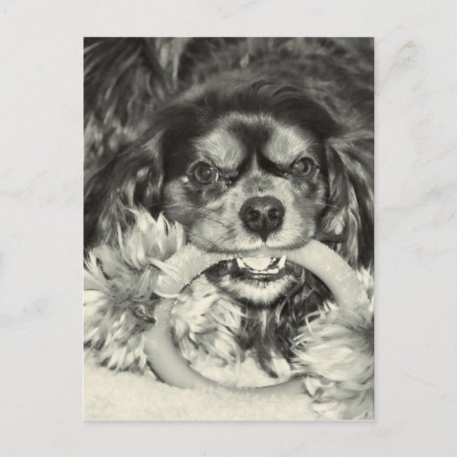 Cavalier King Charles Spaniel Chew Bone Postcard (Front)