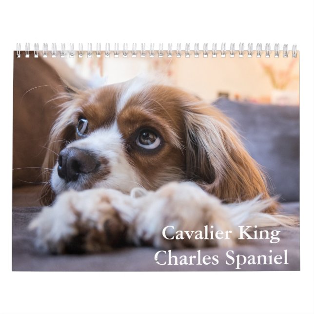Cavalier King Charles Spaniel Chien Calendrier (Protection)