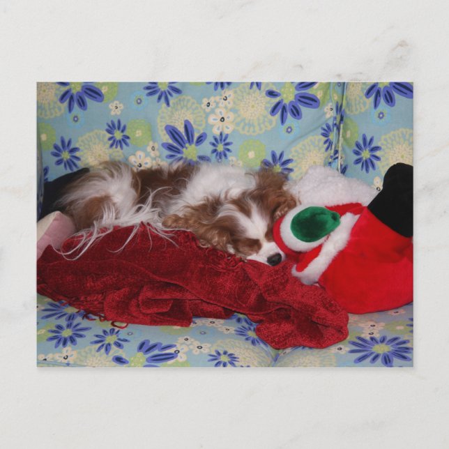 Cavalier King Charles Spaniel Christmas Overload Holiday Postcard (Front)