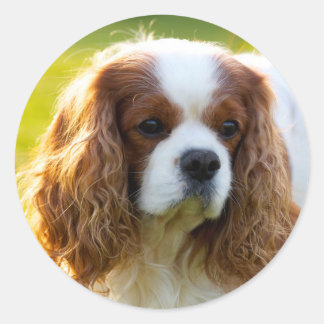 Cavalier King Charles Spaniel Classic Round Sticker
