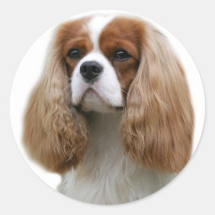 Cavalier King Charles Spaniel Classic Round Sticker
