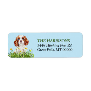 Cavalier King Charles Spaniel Daffodil Garden