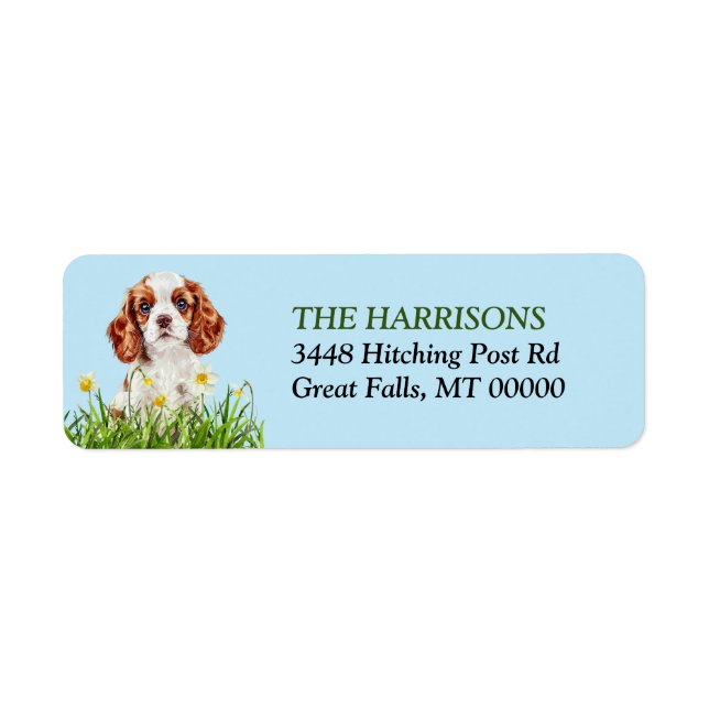 Cavalier King Charles Spaniel Daffodil Garden (Front)