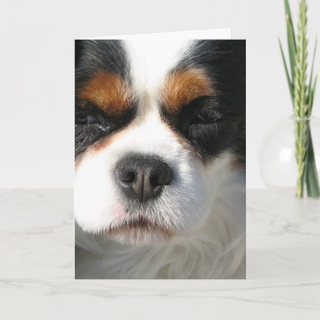 Cavalier King Charles Spaniel Dog Greeting Card (Front)