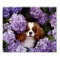 Cavalier King Charles Spaniel Dog