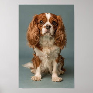 Cavalier King Charles Spaniel Dusty Blue Portrait  Poster