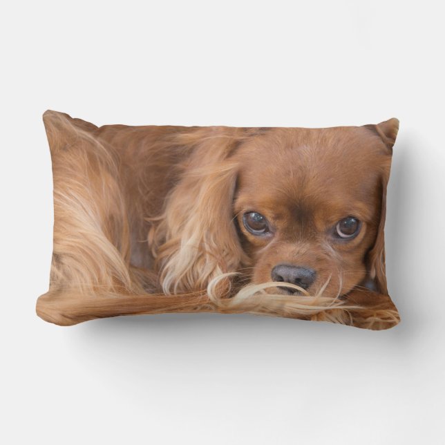 Cavalier King Charles Spaniel Eyes On You Pillow (Front)