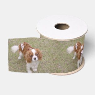 Cavalier-king-charles-spaniel full grosgrain ribbon