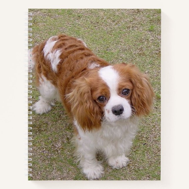 Cavalier-king-charles-spaniel full notebook (Front)
