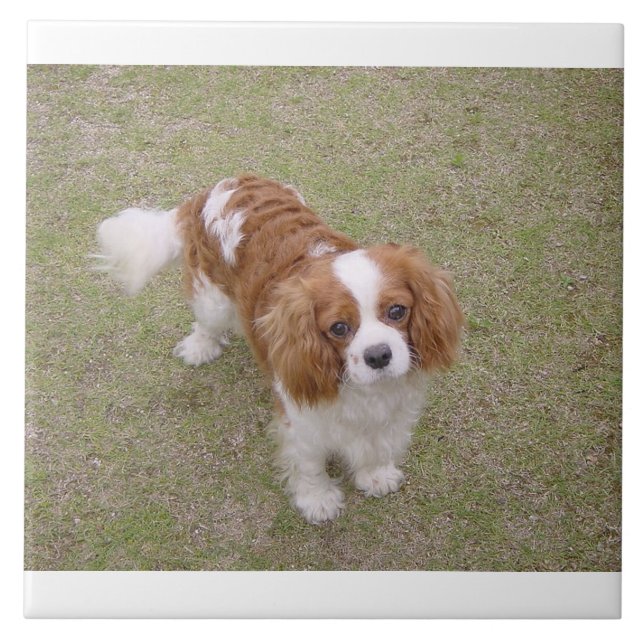 Cavalier-king-charles-spaniel full tile (Front)