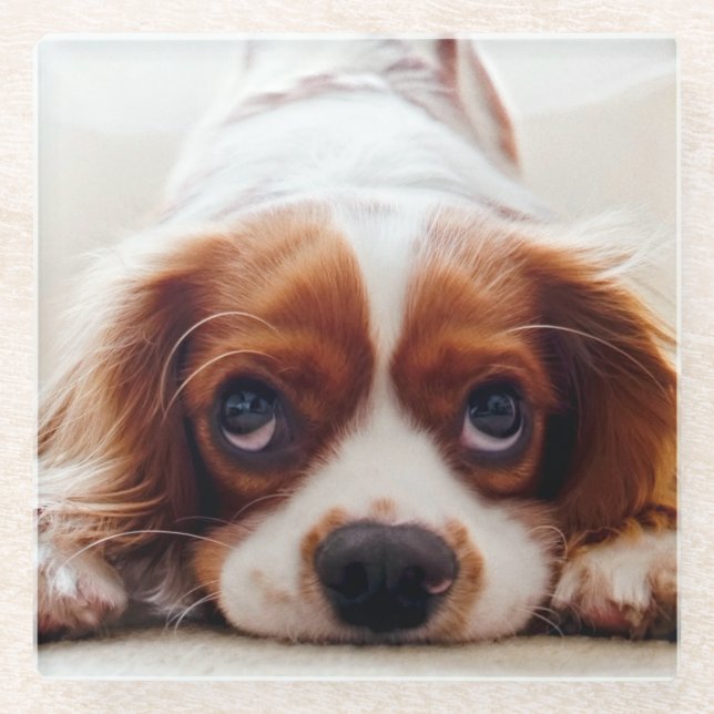 Cavalier King Charles Spaniel Glass Coaster (Front)