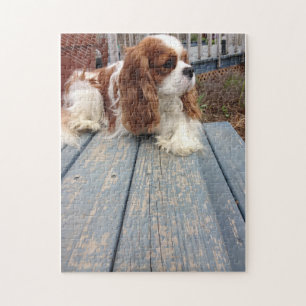 Cavalier King Charles Spaniel Jigsaw Puzzle