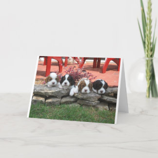 Cavalier King Charles Spaniel Litter Holiday Card
