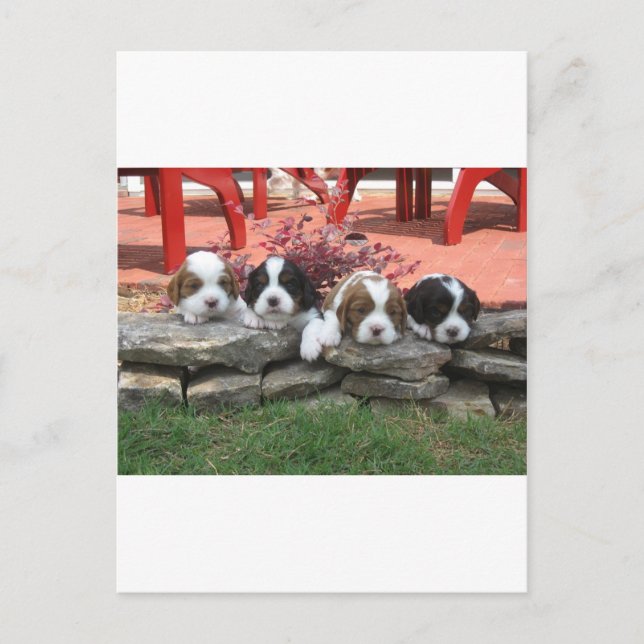 Cavalier King Charles Spaniel Litter Postcard (Front)