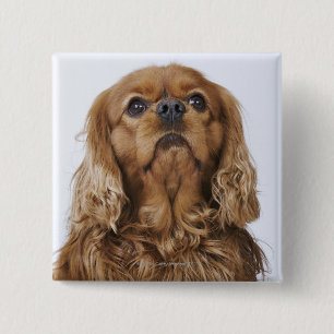 Cavalier King Charles Spaniel looking up 2 Inch Square Button