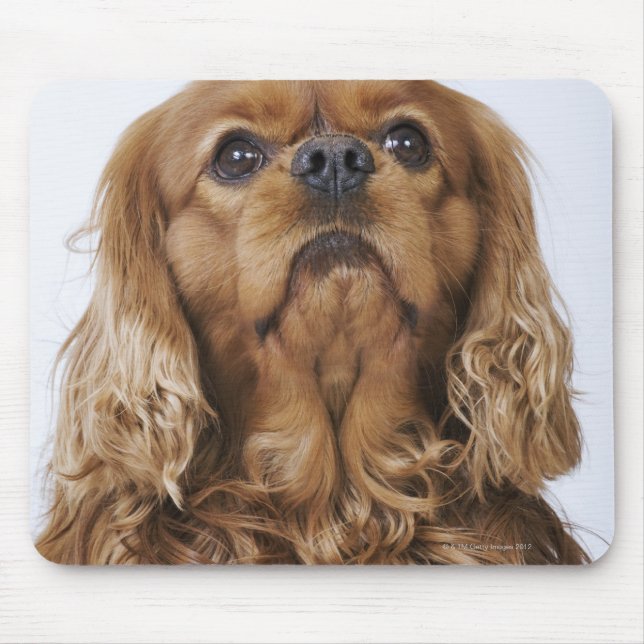 Cavalier King Charles Spaniel looking up Mouse Pad (Front)