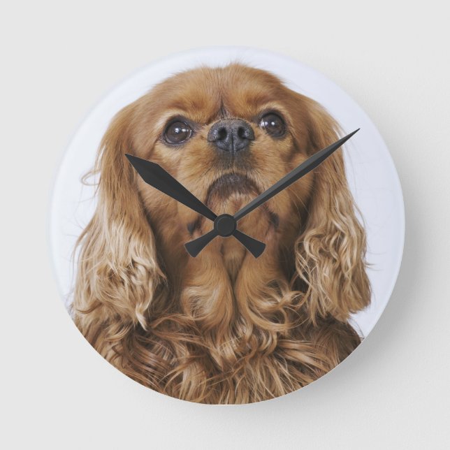 Cavalier King Charles Spaniel looking up Round Clock (Front)