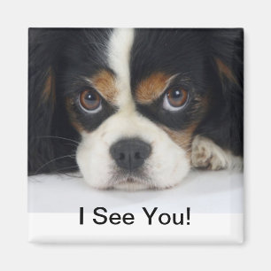 Cavalier King Charles Spaniel Magnet Tri