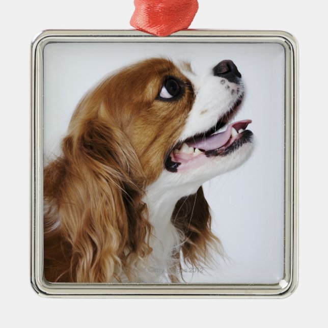 Cavalier King Charles Spaniel Metal Ornament (Front)