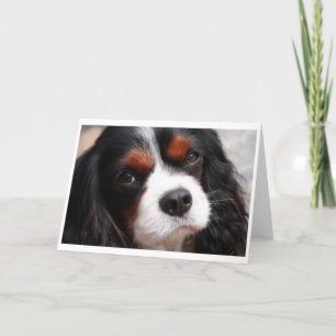 Cavalier King Charles Spaniel Mom Card