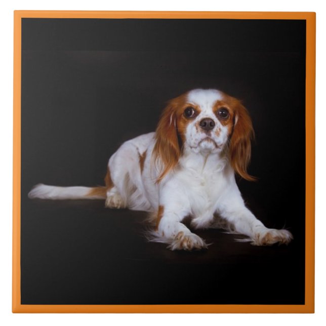 Cavalier King Charles Spaniel, Pet Love, KEEPSAKE Tile (Front)