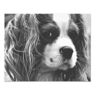 Cavalier King Charles Spaniel Photo Print