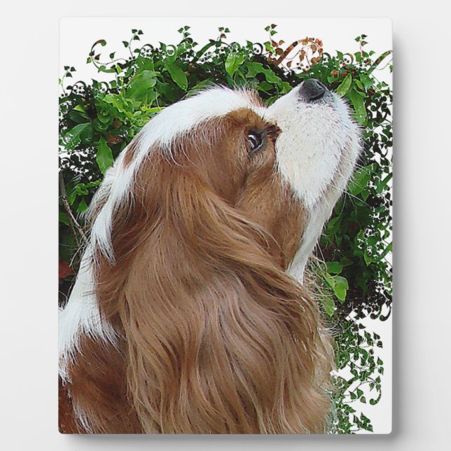 Cavalier King Charles Spaniel Plaque (Front)