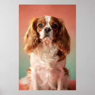 Cavalier King Charles Spaniel Portrait Poster