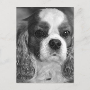 Cavalier King Charles Spaniel Post Card