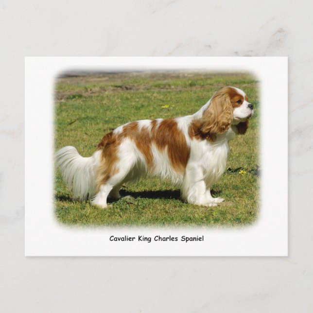 Cavalier King Charles Spaniel Postcard (Front)