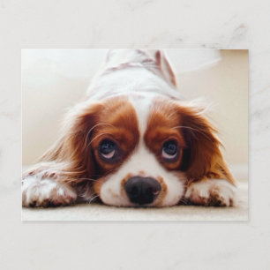 Cavalier King Charles Spaniel Postcard