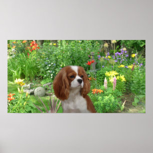 Cavalier King Charles Spaniel Poster