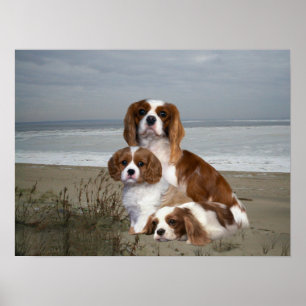 Cavalier King Charles Spaniel Print