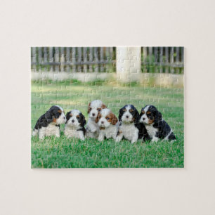 Cavalier King Charles Spaniel puppies Jigsaw Puzzle