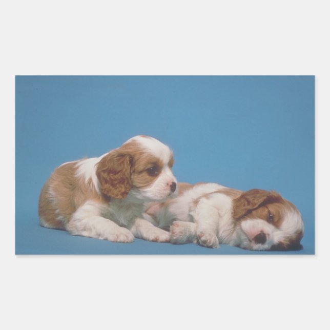 Cavalier King Charles Spaniel Puppies Sticker (Front)
