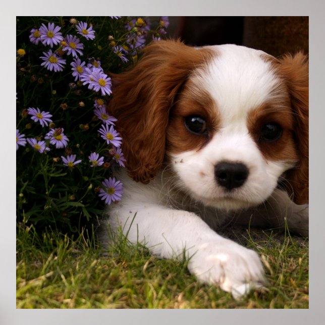 Cavalier King Charles Spaniel Puppy behind flowers Poster (Front)