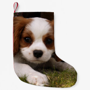 Cavalier King Charles Spaniel Puppy behind flowers Small Christmas Stocking