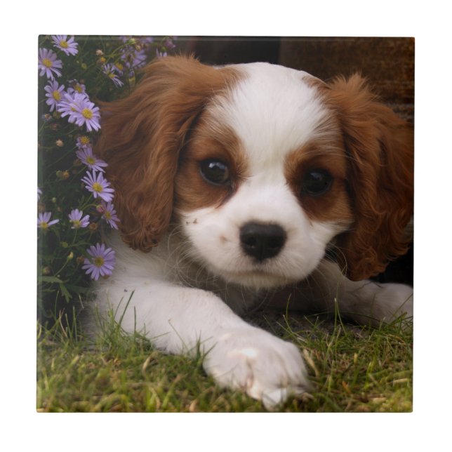 Cavalier King Charles Spaniel Puppy behind flowers Tile (Front)