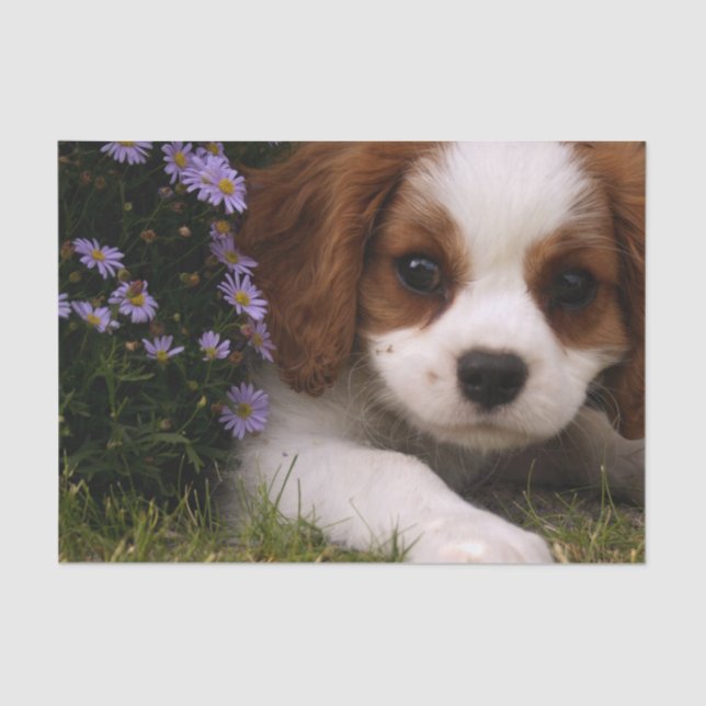 Cavalier King Charles Spaniel Puppy behind flowers Tissue Paper (Front)