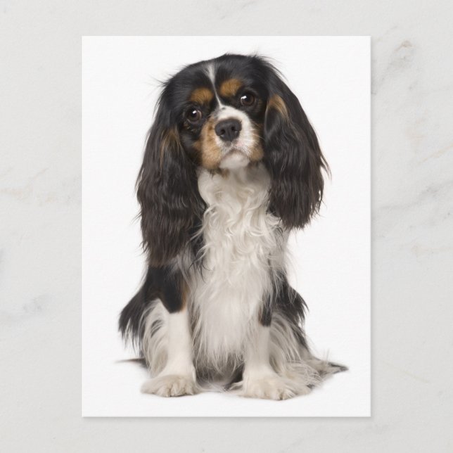 Cavalier King Charles Spaniel Puppy Dog Postcard (Front)