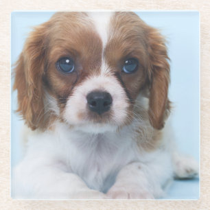 Cavalier King Charles Spaniel Puppy Glass Coaster