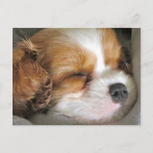 Cavalier King Charles Spaniel Puppy Postcard