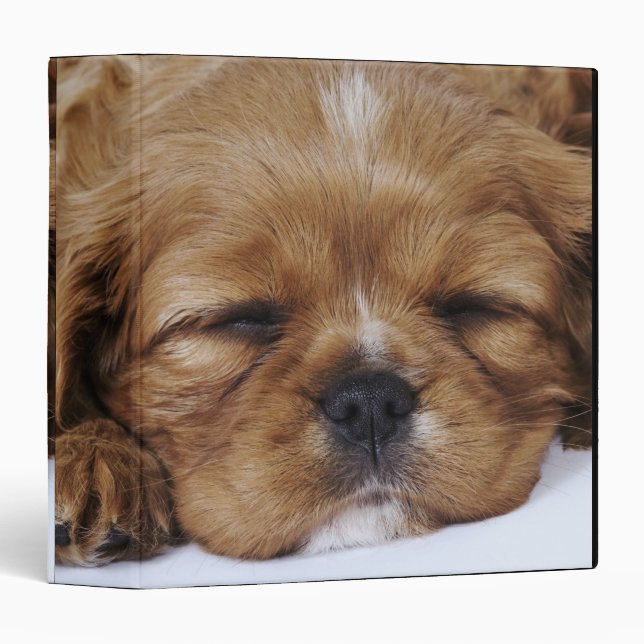 Cavalier King Charles Spaniel puppy sleeping Binder (Front/Spine)