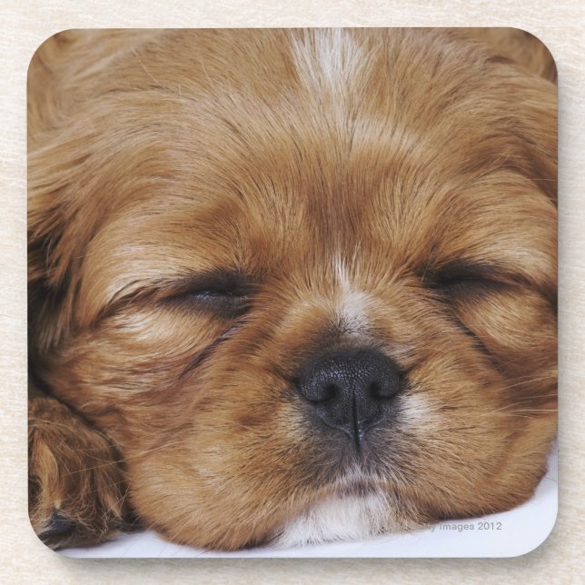 Cavalier King Charles Spaniel puppy sleeping Coaster (Front)