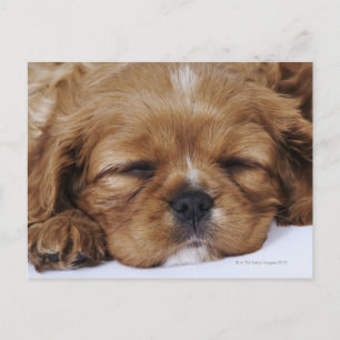 Cavalier King Charles Spaniel puppy sleeping Postcard