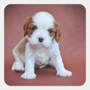 Cavalier King Charles Spaniel puppy Square Sticker