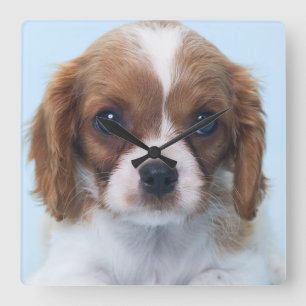 Cavalier King Charles Spaniel Puppy Square Wall Clock