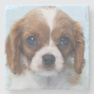 Cavalier King Charles Spaniel Puppy Stone Coaster